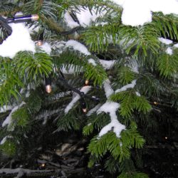 Juletræ med sne og lyskæde