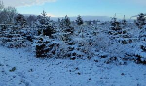 Fæld selv jule træer hos sommersminde