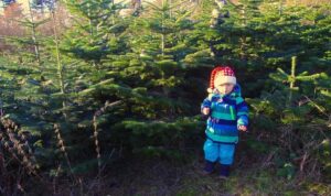 Find det rigtige fæld selv juletræ hos sommersminde