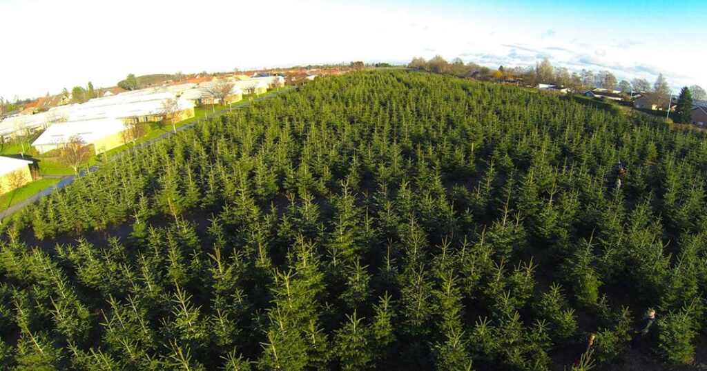 Bæredygtigt juletræ i hyggelige juleomgivelser hos Sommersminde