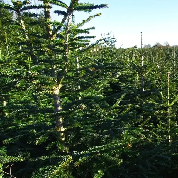 naturligt eller kunstigt juletræ pyntet hyggeligt til familiens jul